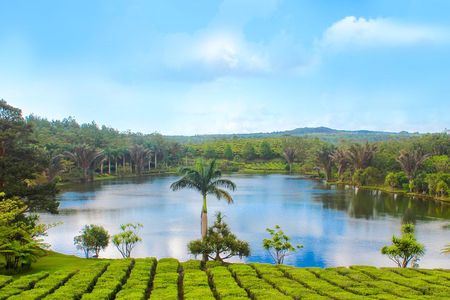 Full Day Guided Tea Route Mauritius: Including Lunch