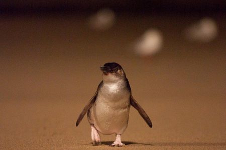 Phillip Island Medium Size Group Tour