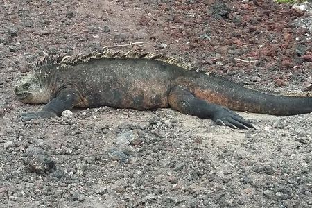 GALAPAGOS IDEAL (3Days)
