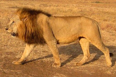 Nairobi National Park Tour
