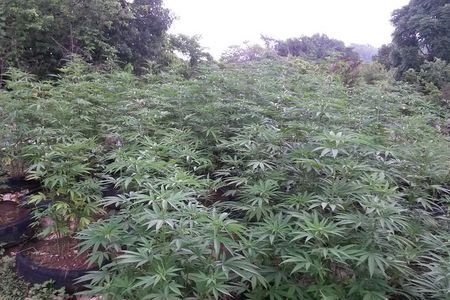 Stepping High Mountain Rastafari Herbs Tour