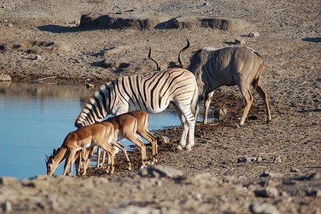4 days Etosha National Park and Swakopmund Lodging