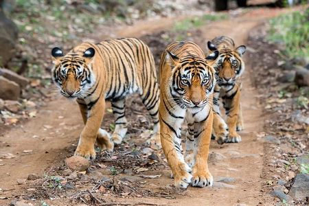 2-Day Ranthambore Safari with Sunrise view of Taj Mahal