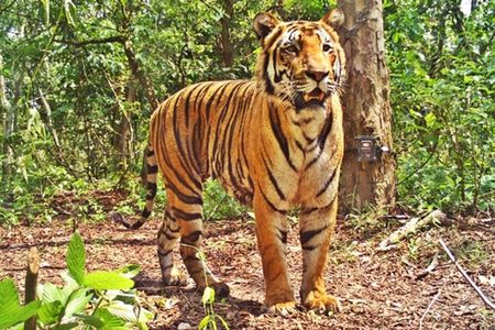 Bandipur Tiger Reserve with Somnathpur Temple Tour