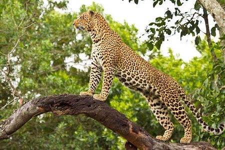 2 Days Masai Mara Private Safari From Nairobi