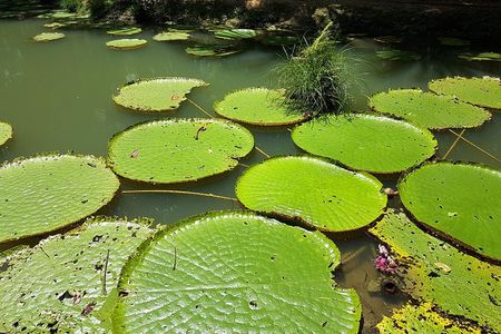 Amazon Natural Museums Combo INPA and MUSA