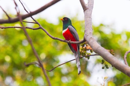 Private Rincón de la Vieja Bird Watching Tour