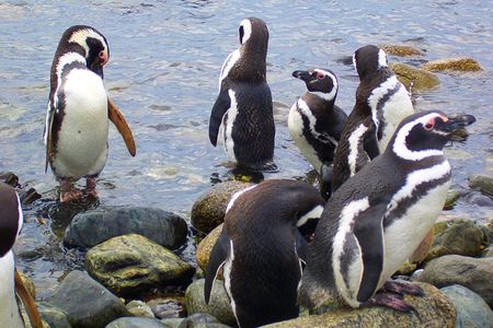 Magdalena Island Penguin Tour by Boat from Punta Arenas