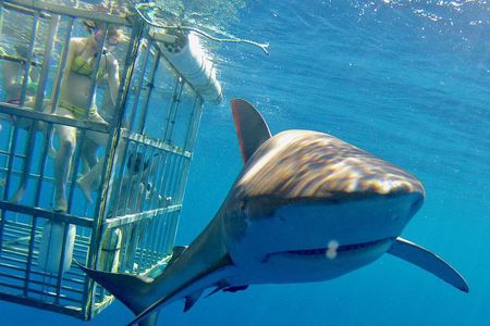 Oahu Shark Dive