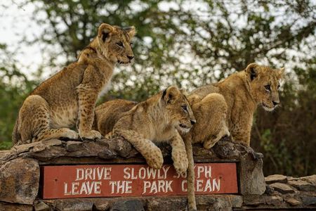 1 Day Tour Nairobi National Park,Giraffe Center&Karen Blixen