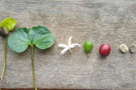 Private coffee tour near Medellín, from bean to cup.