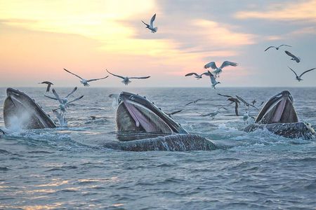 Boston Whale Watching Cruise