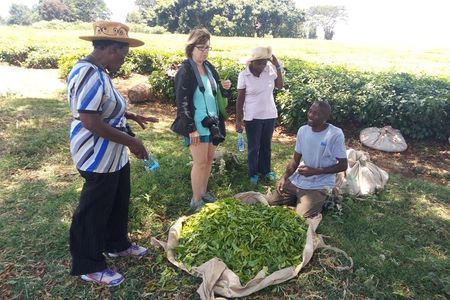 Tea Farm Experience at Riara Tea Farm And Factory Tour