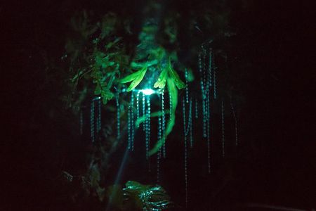 Nocturnal adventure Glow-worm tour