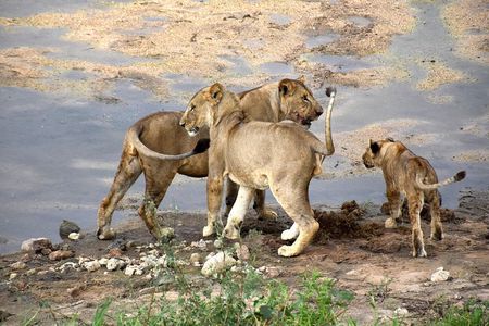 9 Days Tarangire, Serengeti, Ngorongoro Crater & Manyara Camping Safari Tour 