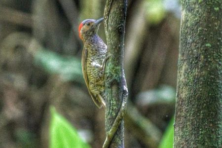 Bird Watching Tours