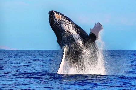 West Oahu Whale Watching Excursion