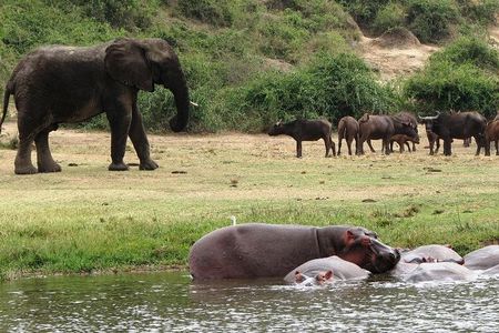 2 Days Safari To Queen Elizabeth National Park with Cruise