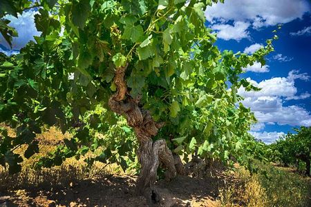 Small Tour Barossa Valley Voyager Tour from Adelaide