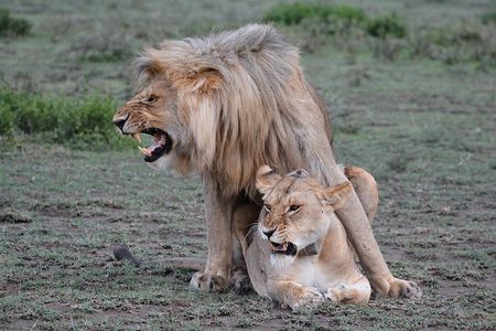 Tanzania Experience Safari and Tours