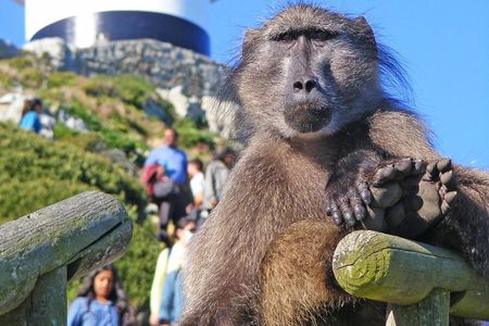 Cape Point & Penguins full day tour