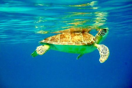 Private Day Charter Classic Sailboat 