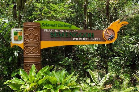 A glimpse of Orang Utan in Semenggoh Wildlife Centre