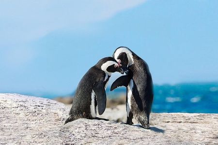 Cape Point Explore with Boulder's Penguins Full Day Tour 