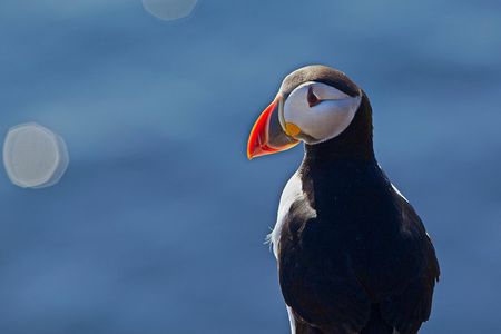 Puffin Cruise with Expert Tour Guide from Reykjavik