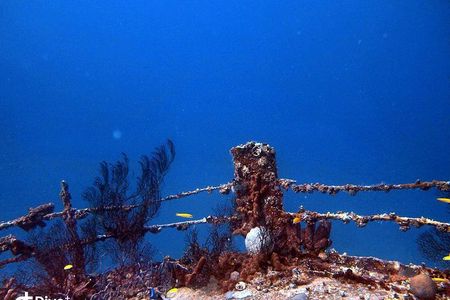 Aruba 1-Tank Night Dive for Certified Divers with Own Equipment