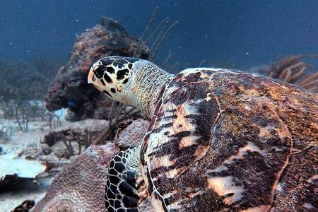 Aruba 1-Tank guided Dive for certified divers with rental equipment