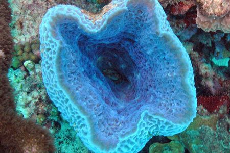 Small-Group Aruba Scuba Diving for Non-Certified Divers