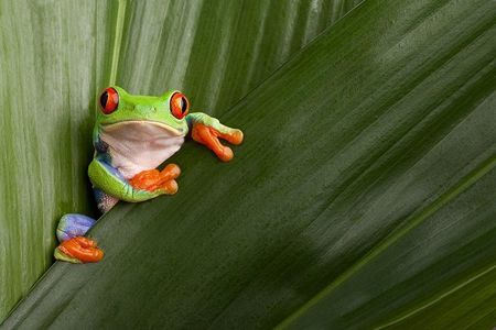 Ultimate Escape 11-Day Costa Rica Volcanoes & Wildlife Self-Drive