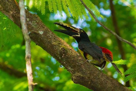 Bird watching Tour in La Fortuna 