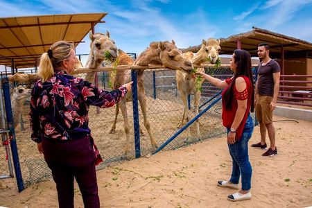 Dubai Local Camel Farm Visit with Camel feeding & Camel milk 