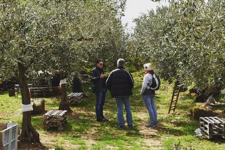 Olive Oil Experience