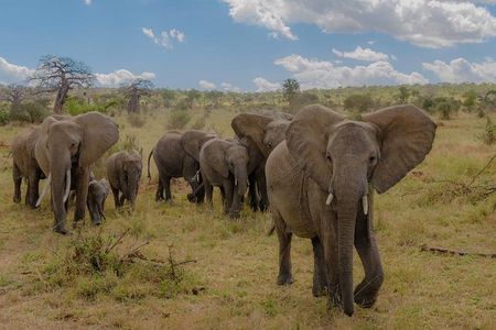 3-Days Tanzania Safari Tours