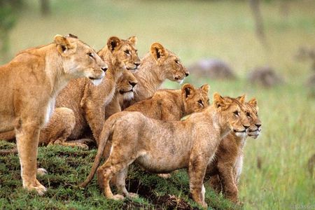3-Days Safari to Murchison Falls National Park with Rhino Sanctuary hike