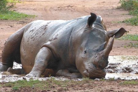 Zziwa Rhino Sanctuary Walking Safari 
