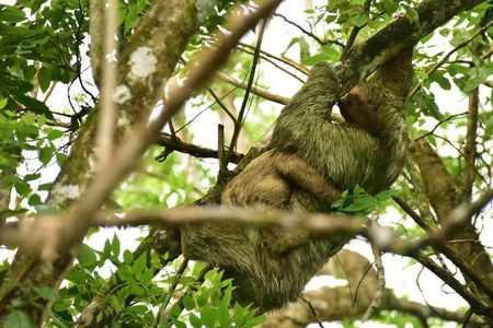 Mistico Park Hanging Bridges Guided Tour in La Fortuna