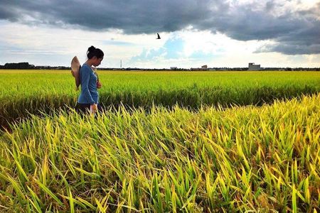 Paddy Field, Fishing And Fireflies Tour