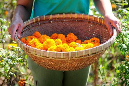 Botanical Tea work shop and Garden Tour