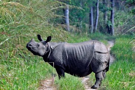 3 Nights Chitwan Jungle Safari Tour from Kathmandu or Pokhara
