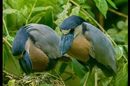 La Fortuna Birds and Frogs 2 Guided Tours combo. 