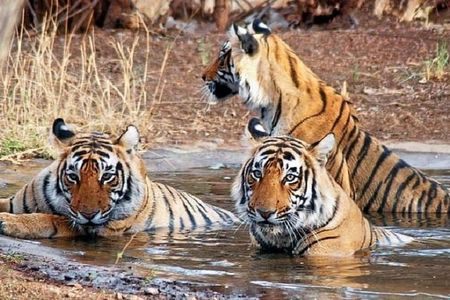 Private 6-days Tour Delhi, Jaipur, Ranthambore Safari And Agra With Tajmahal