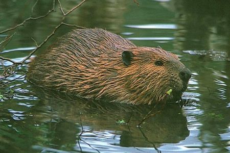 Beavers Watching