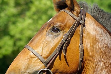 Horseback Riding in Hopkins
