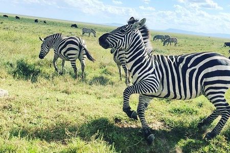 2 days Safari to Tarangire and Ngorongoro crater