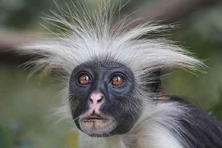 Jozani forest tour + Spice Tour