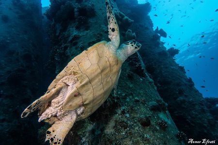Guided Dive on Coral Reefs for Certified Divers
